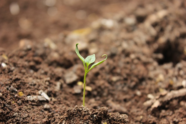 Sowing Seeds